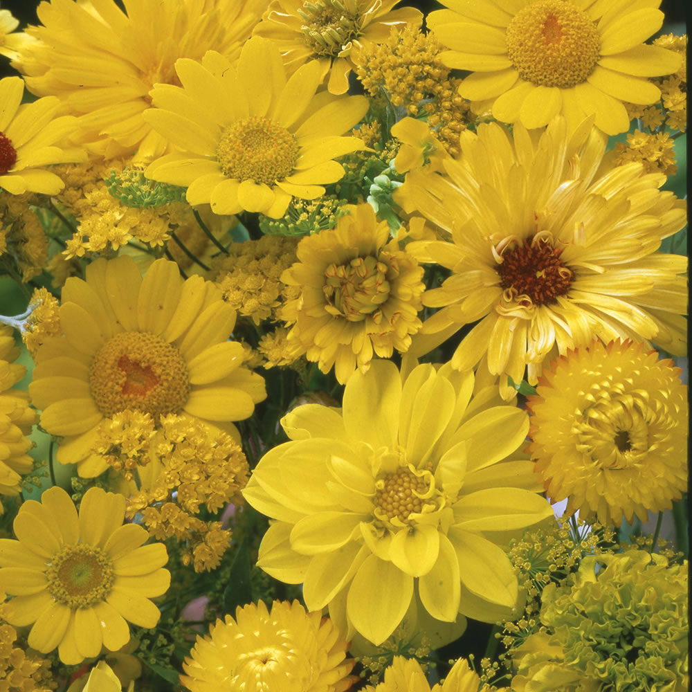 Wilko Yellow Flowers for Wildlife Mix Seeds Image 1