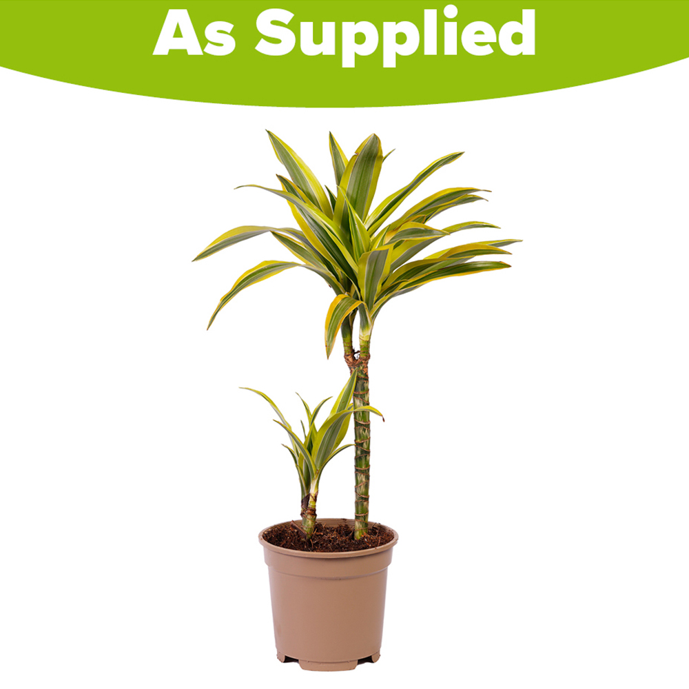 YouGarden Dracaena Deremensis Lemon and Lime 2 Stem Plant Pot 17cm Image 2