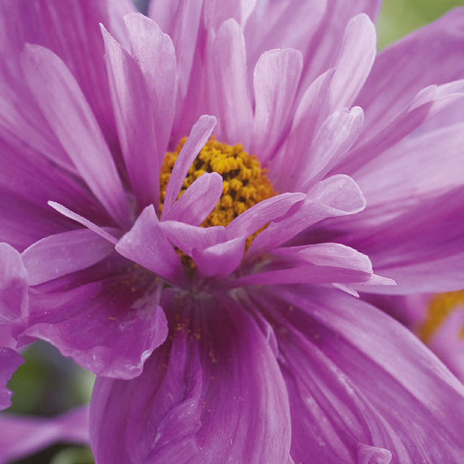 Johnsons Cosmos Fizzy Pink Flower Seeds Image 1