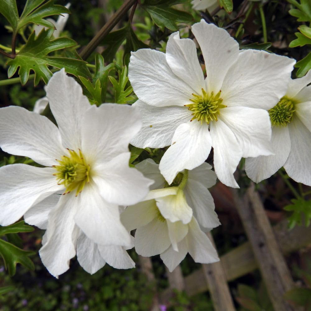 Thompson and Morgan Clematis Early Sensation Plant Pot 2L 2 Pack Image 1