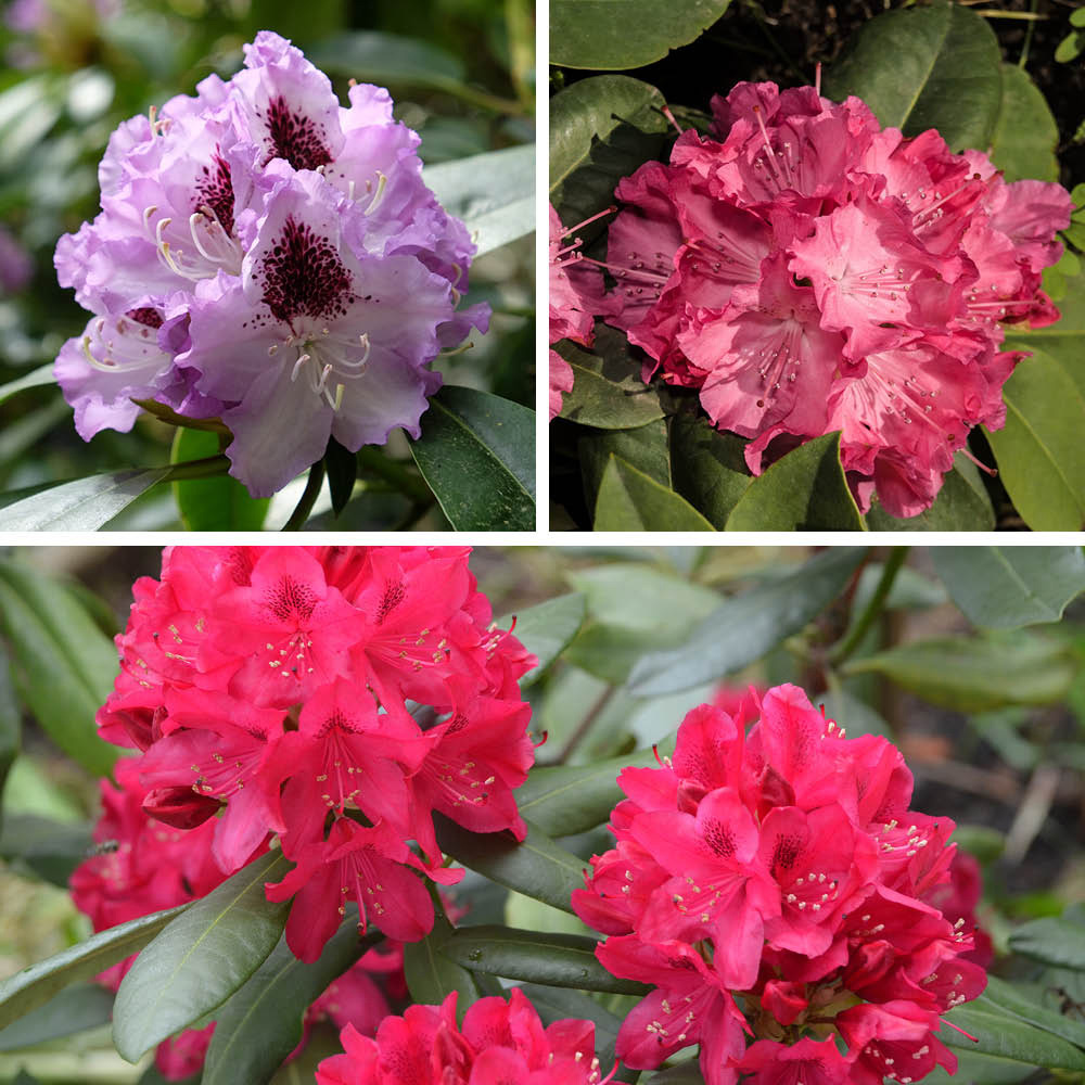 YouGarden Rhododendron Hybrid Collection Plant Pot 15cm Image 1