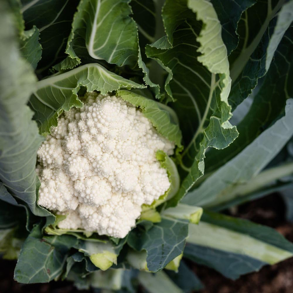Thompson and Morgan Cauliflower Cartesio F1 Seeds Image 3