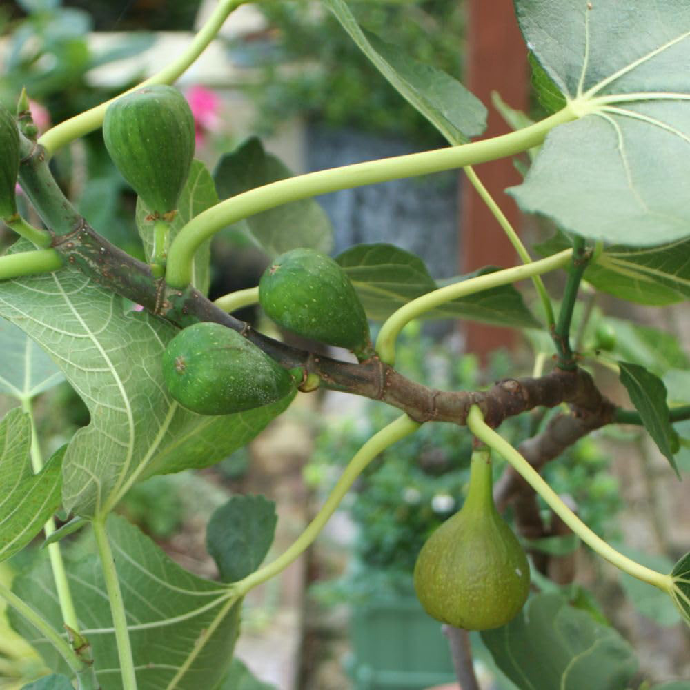 Thompson and Morgan Fig Ficus Chelsea Standard Plant Pot 4.5L 2 Pack Image 4