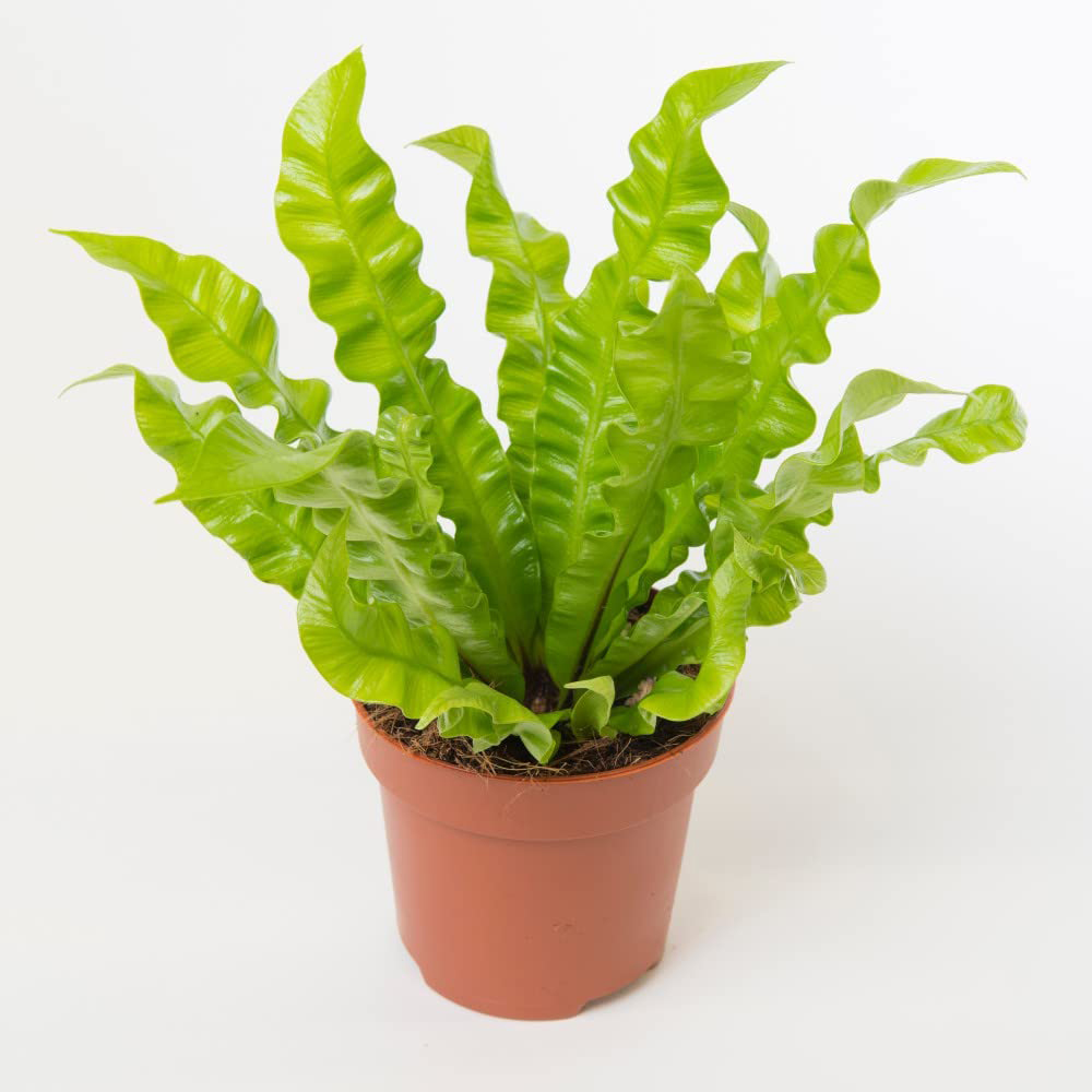 Thompson and Morgan Asplenium Nidus Crispy Wave Plant Pot 12cm Image 4