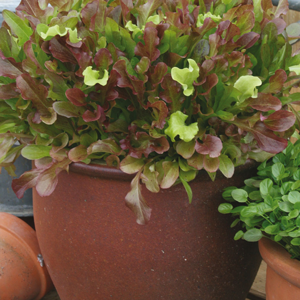 Johnsons Lettuce Red and Green Salad Bowl Mix Seeds Image 1