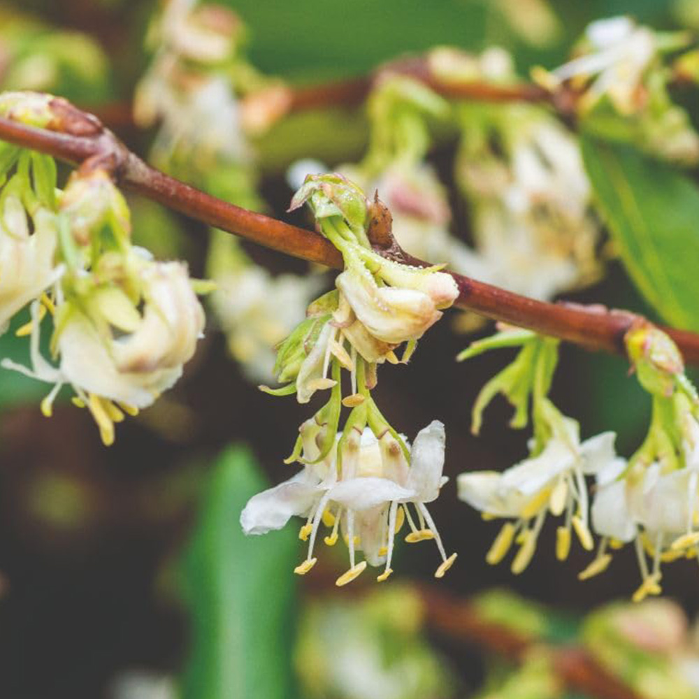 Thompson and Morgan Lonicera Fragrantissima Plant Pot 10L Image 1