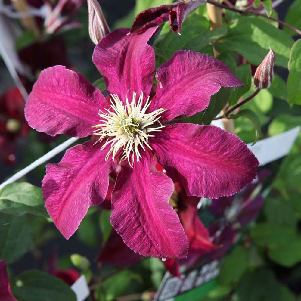 Thompson and Morgan Clematis Niobe Plant Pot 7cm Image 1