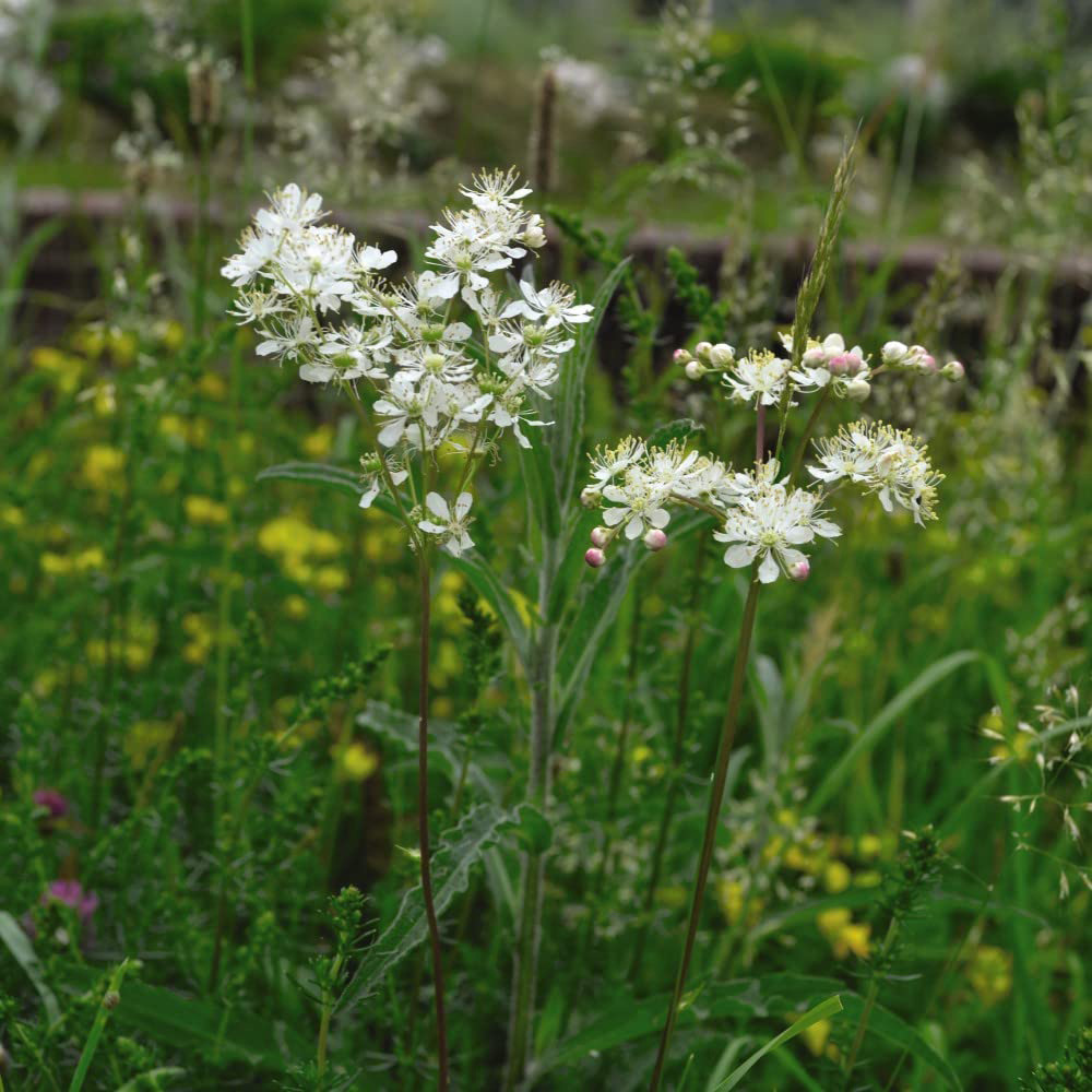 Thompson and Morgan Filipendula Ulmaria Plant Pot 9cm 3 Pack Image