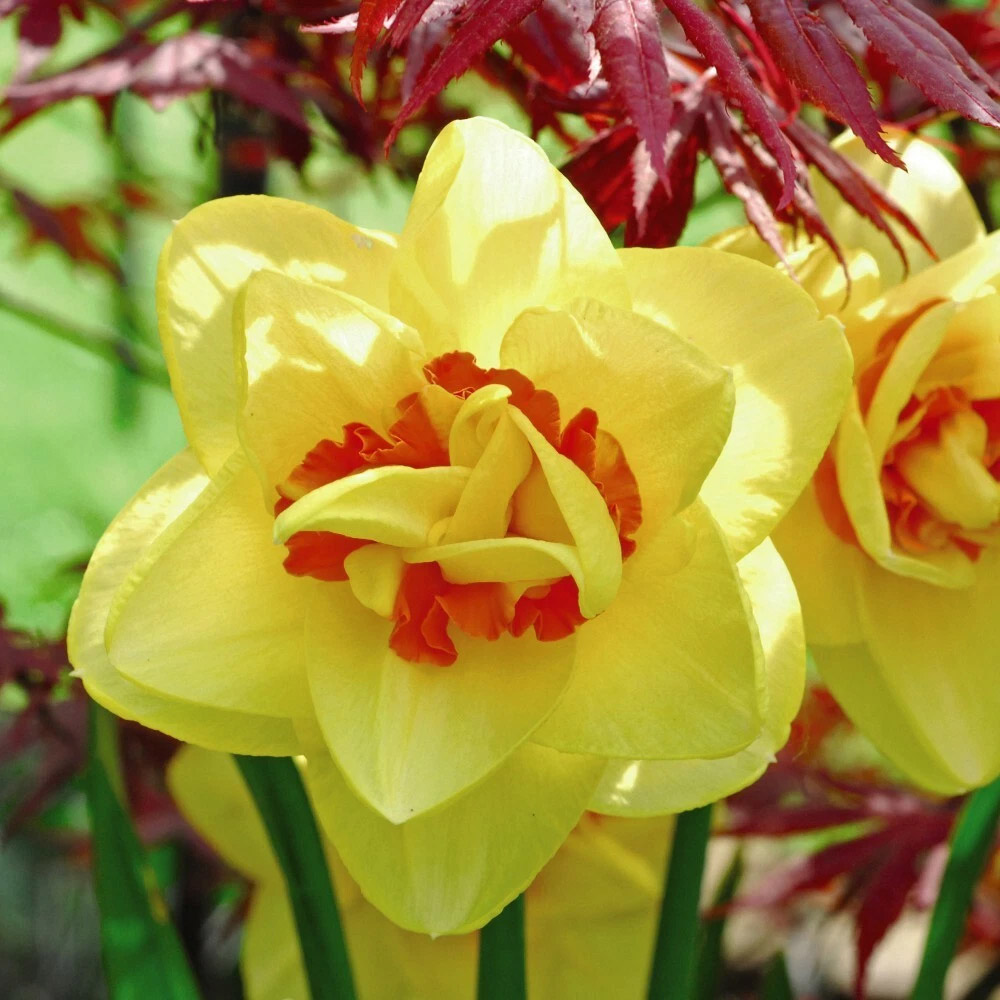 Thompson and Morgan Daffodil Raffles Spring Planting Bulb 8 Pack Image 1