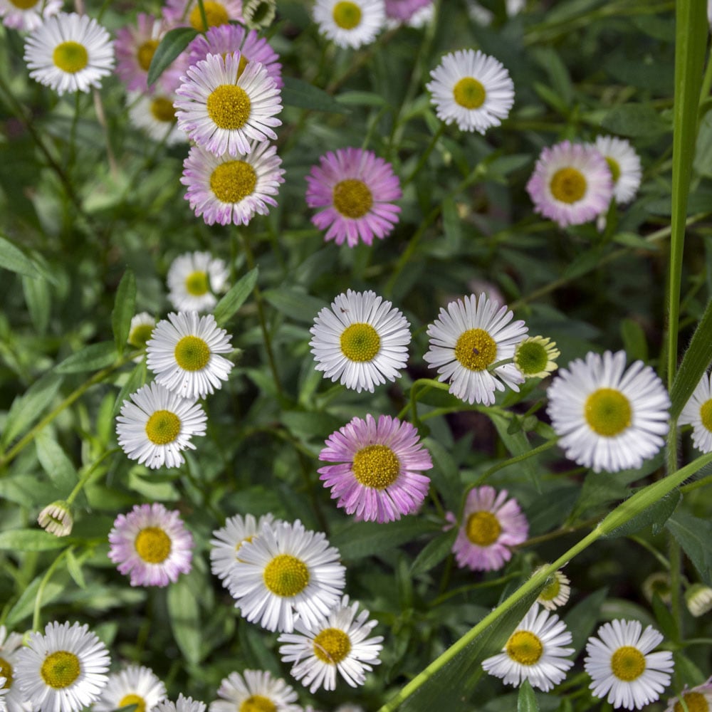 YouGarden Erigeron Karvinskianus Mexican Fleabane Plant Pot 3 Pack Image 2