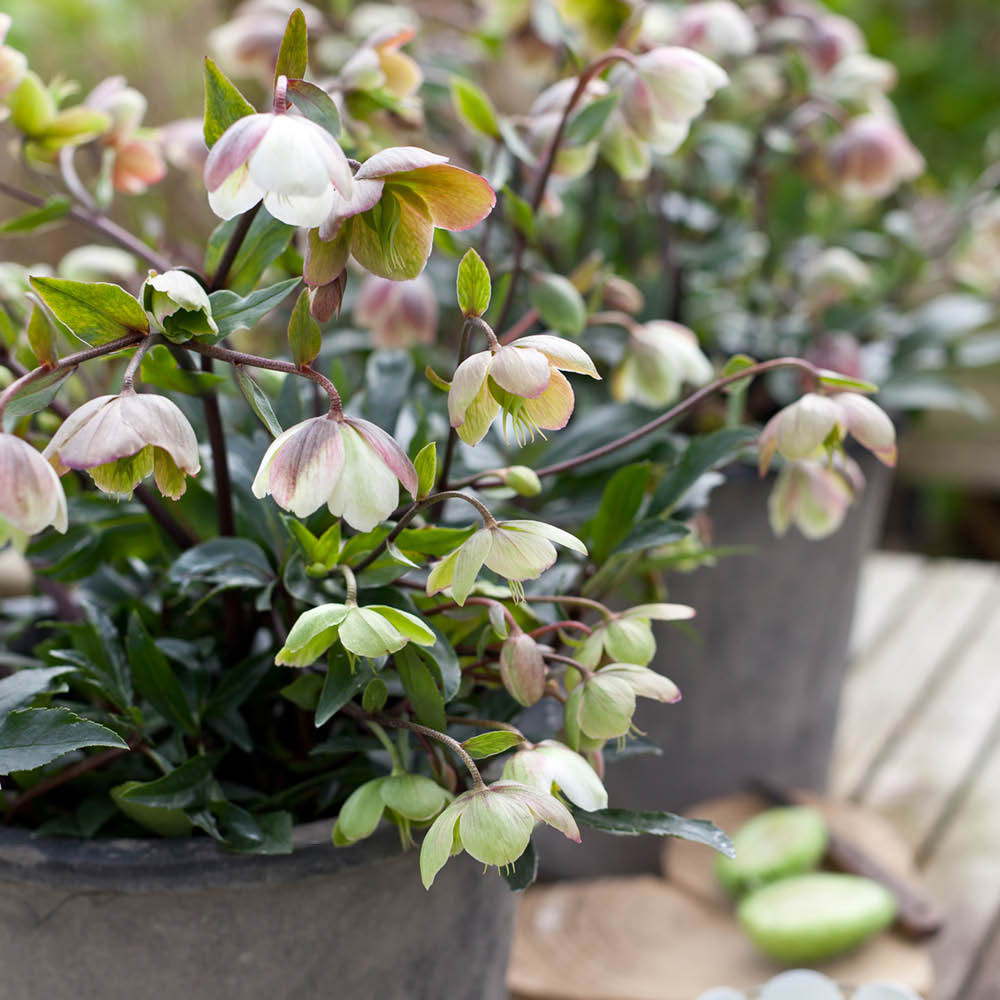 YouGarden Hellebore Winter Bells Jumbo Plant Plug 3 Pack Image 4