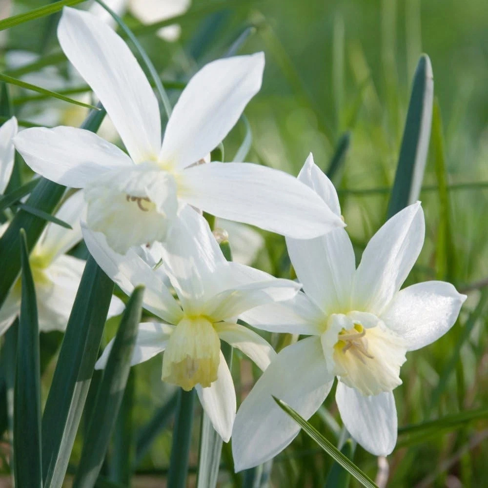 Thompson and Morgan Daffodil Thalia Autumn Planting Bulb 16 Pack Image 4