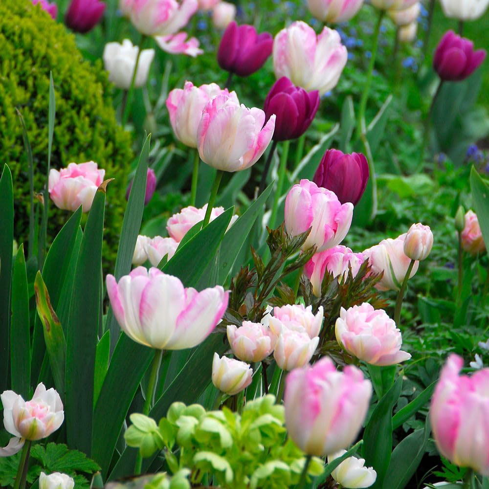 Thompson and Morgan Tulip Angelique Planting Bulb 16 Pack Image 5