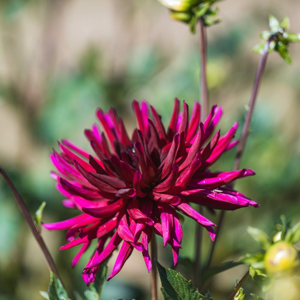 Thompson and Morgan Dahlia Dark Diamond Collection Tuber 5 Pack Image 2