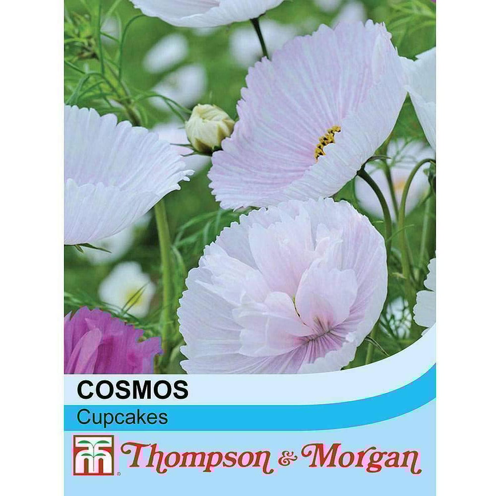 Thompson and Morgan Cosmos Bipinnatus Cupcakes Seeds 100 Pack Image 1