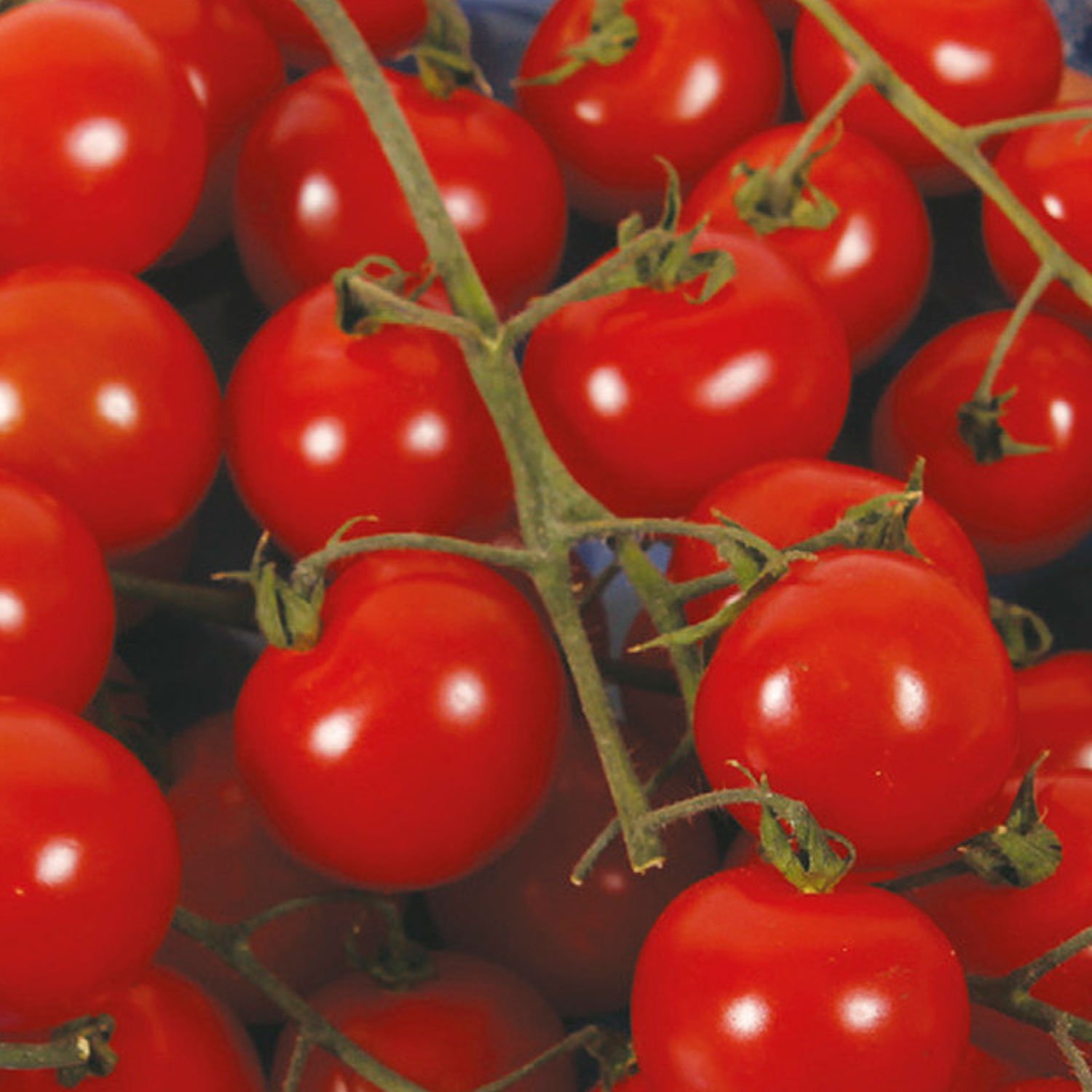 Johnsons Sweet Aperitif Tomato Seeds Image 1