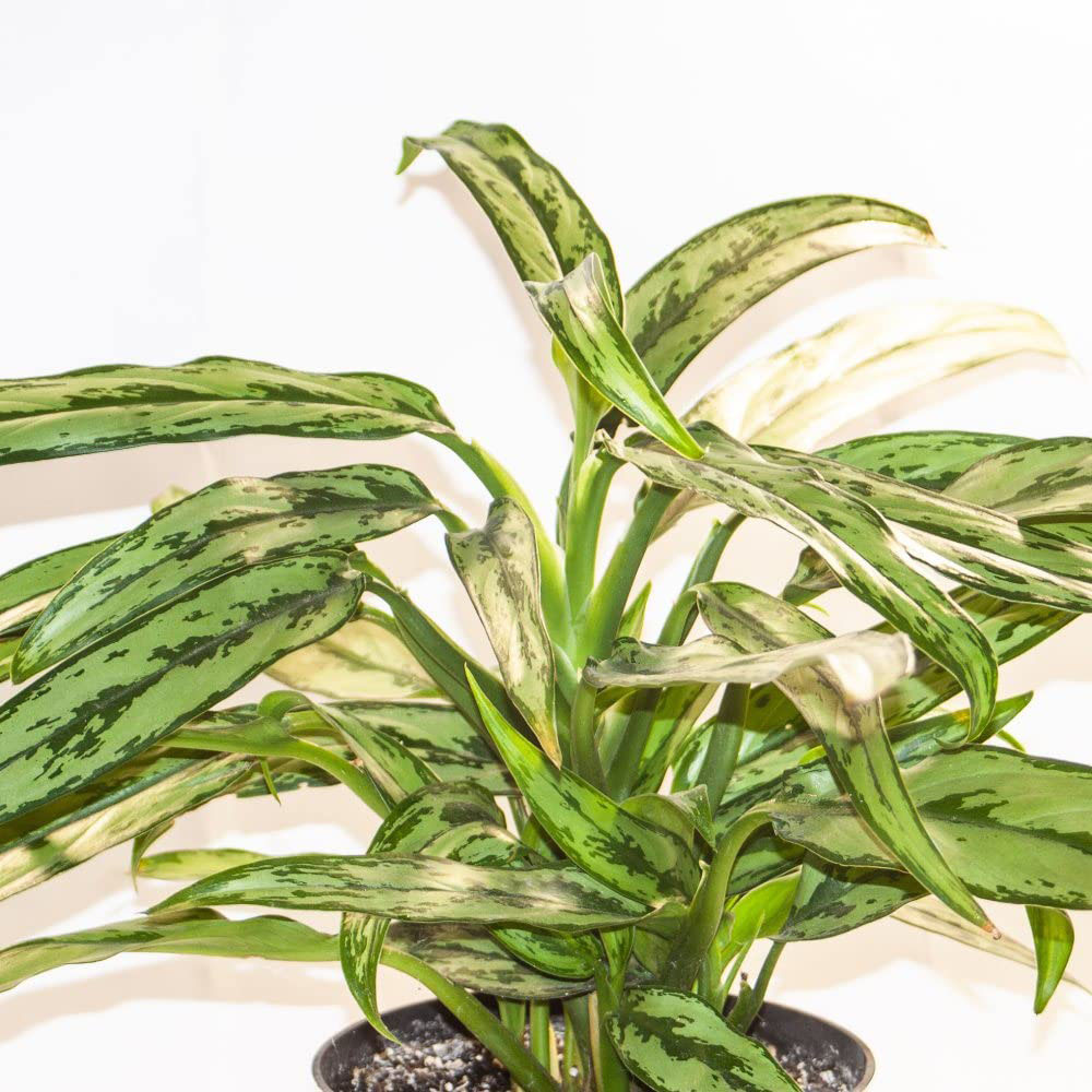 Thompson & Morgan Aglaonema Cutlass Potted Plant Image 1