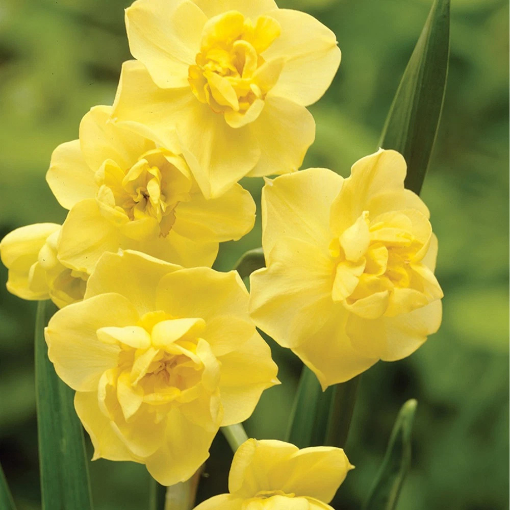 Thompson and Morgan Daffodil Scented Collection Planting Bulb 24 Pack Image 4
