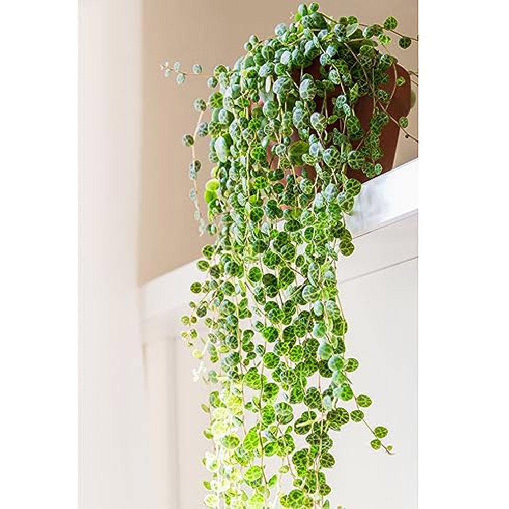 Thompson and Morgan Peperomia Prostrata Tender Perennial Trailing Potted Houseplant 6cm Image 4