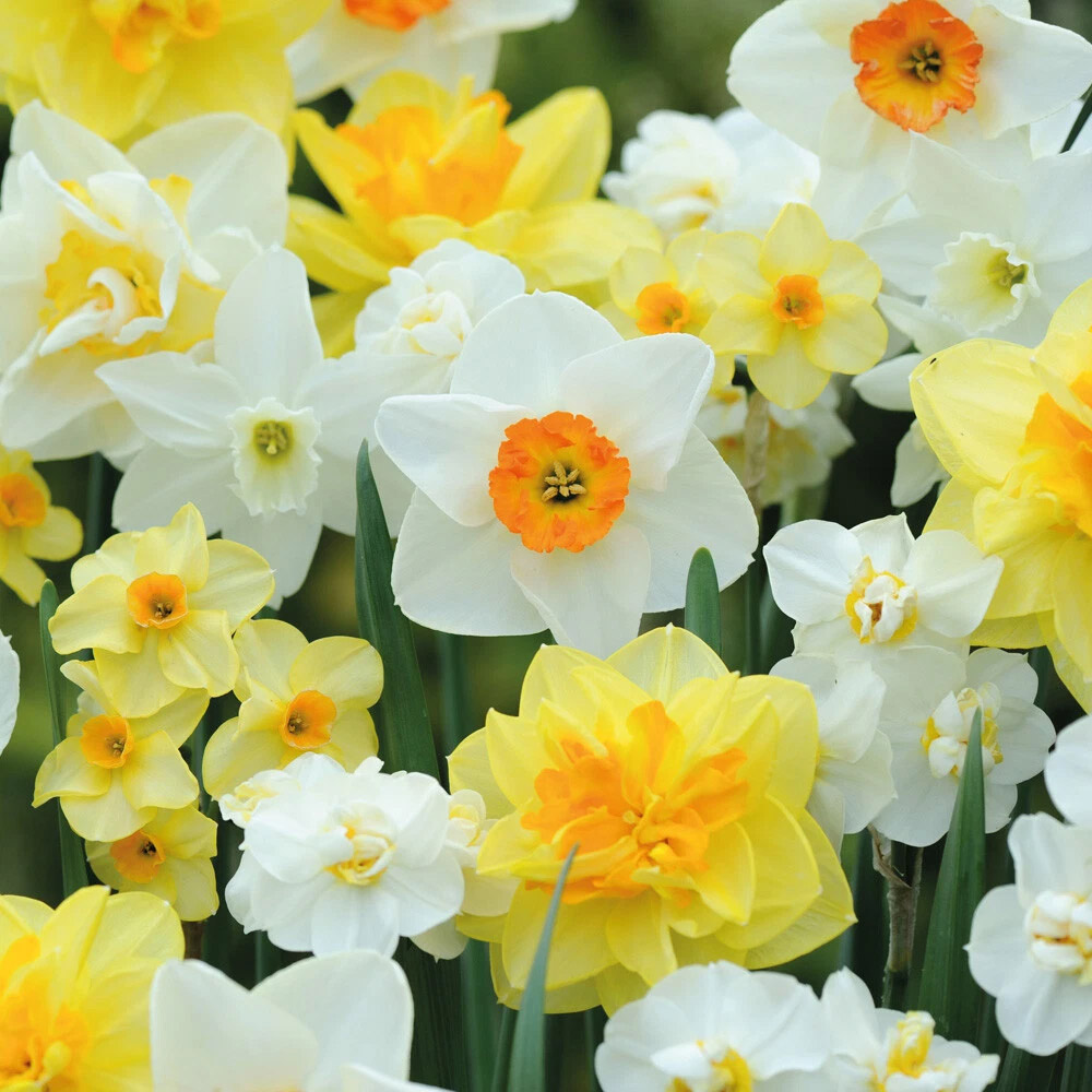 Thompson and Morgan Daffodil Mixed Collection Spring Planting Bulb 32 Pack Image 4
