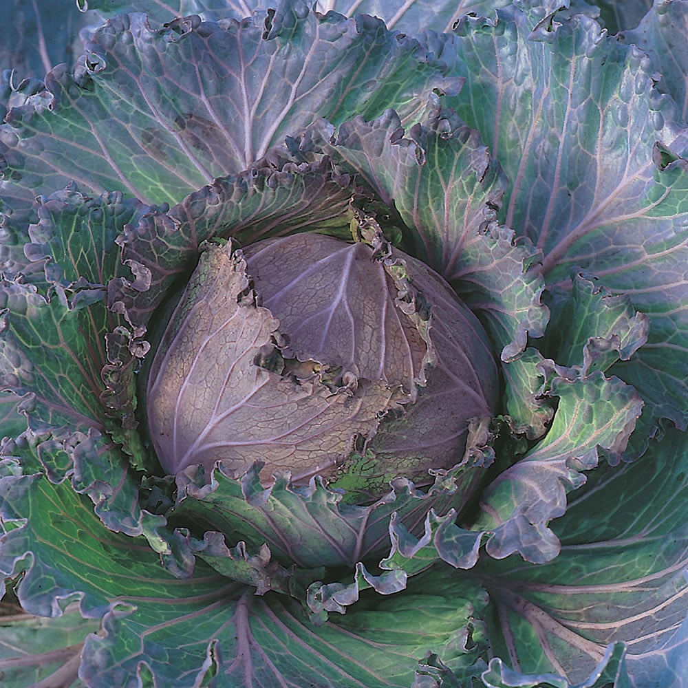 Wilko Cabbage January King 3 Seeds Image 1
