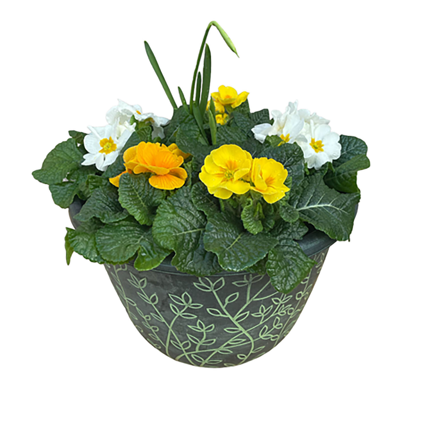 Citrus Mix Planter 30cm - Multicolour Image
