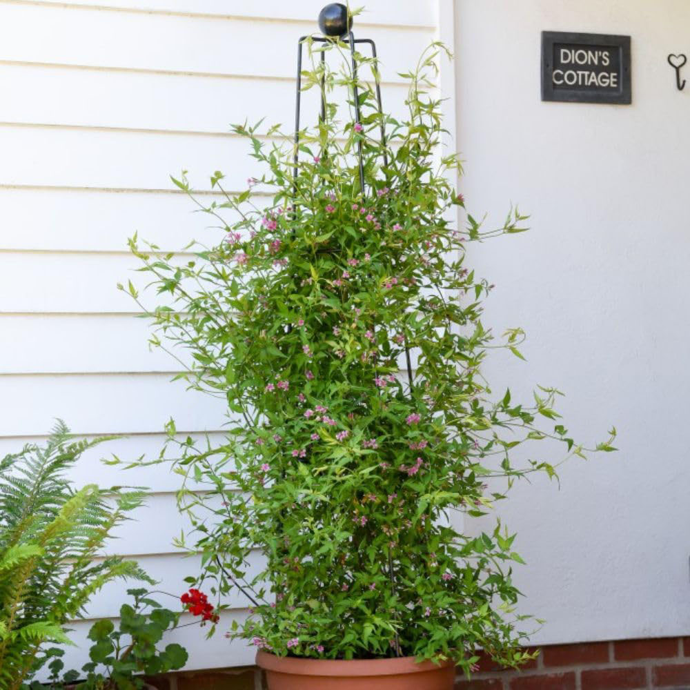 Thompson and Morgan Jasminum Starry Starry Summer Scent Plant Pot 3L Image 3