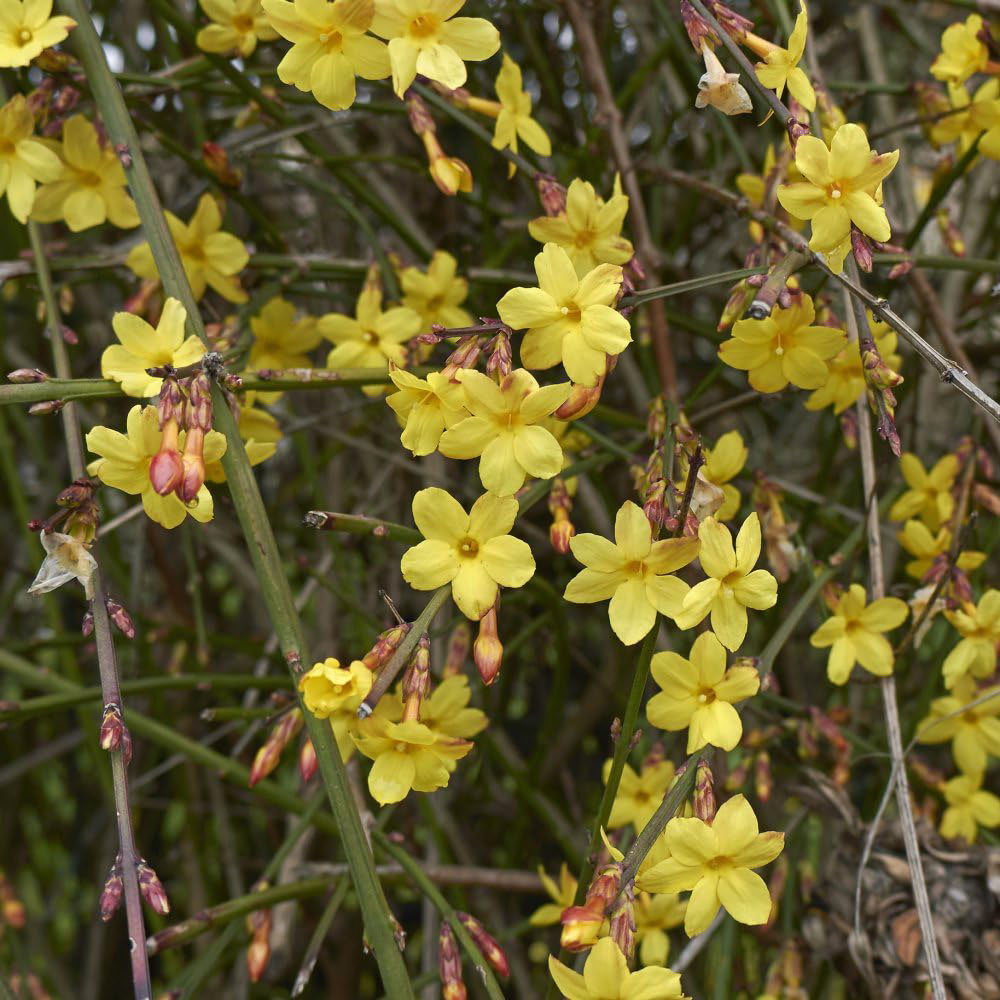 Thompson and Morgan Jasmine Nudiflorum Plant Pot 9cm Image 2