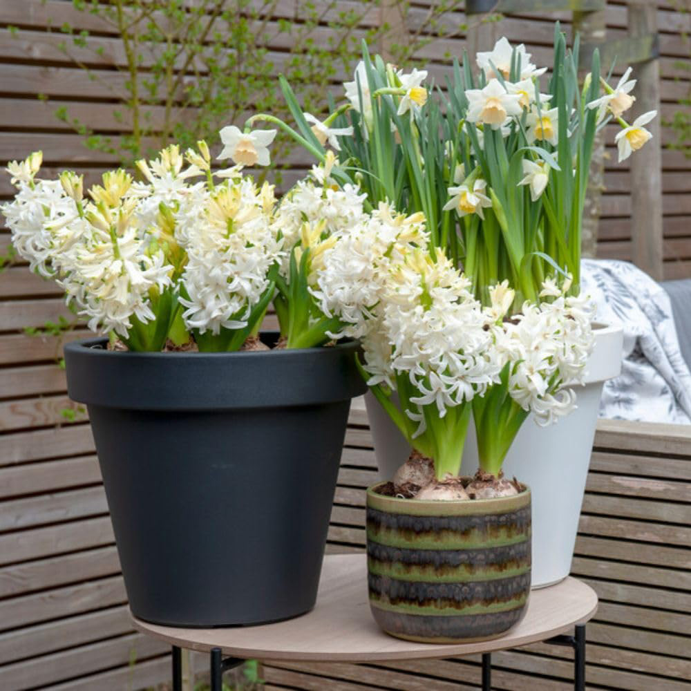 Thompson and Morgan Hyacinth Snow Crystal Bulbs 5 Pack Image 4