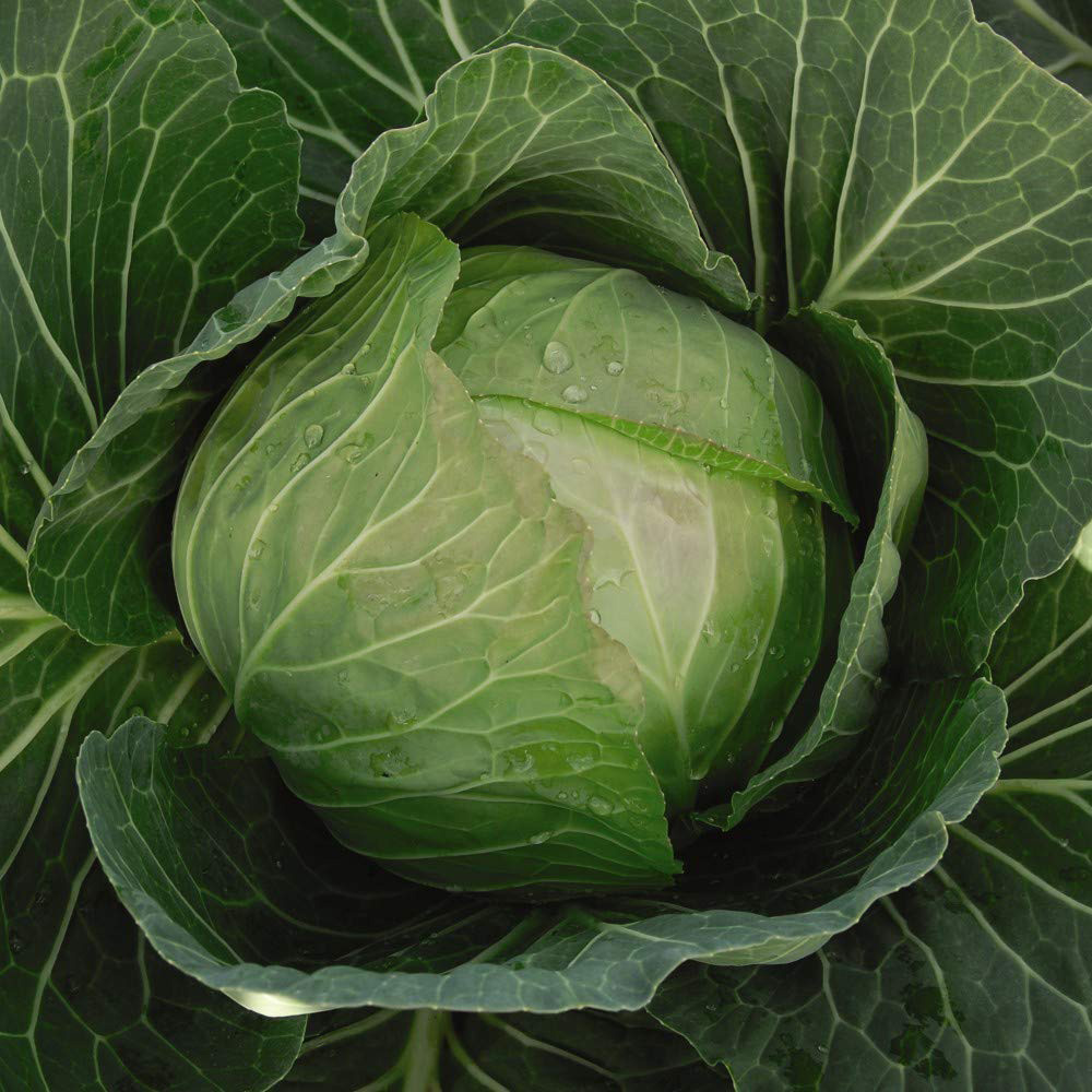 Thompson & Morgan Cabbage Cabbice F1 Seeds Image