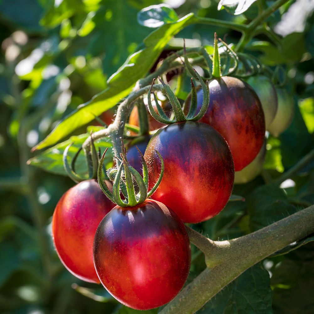 Thompson and Morgan Tomato Black Moon F1 Seed Packet Image 1