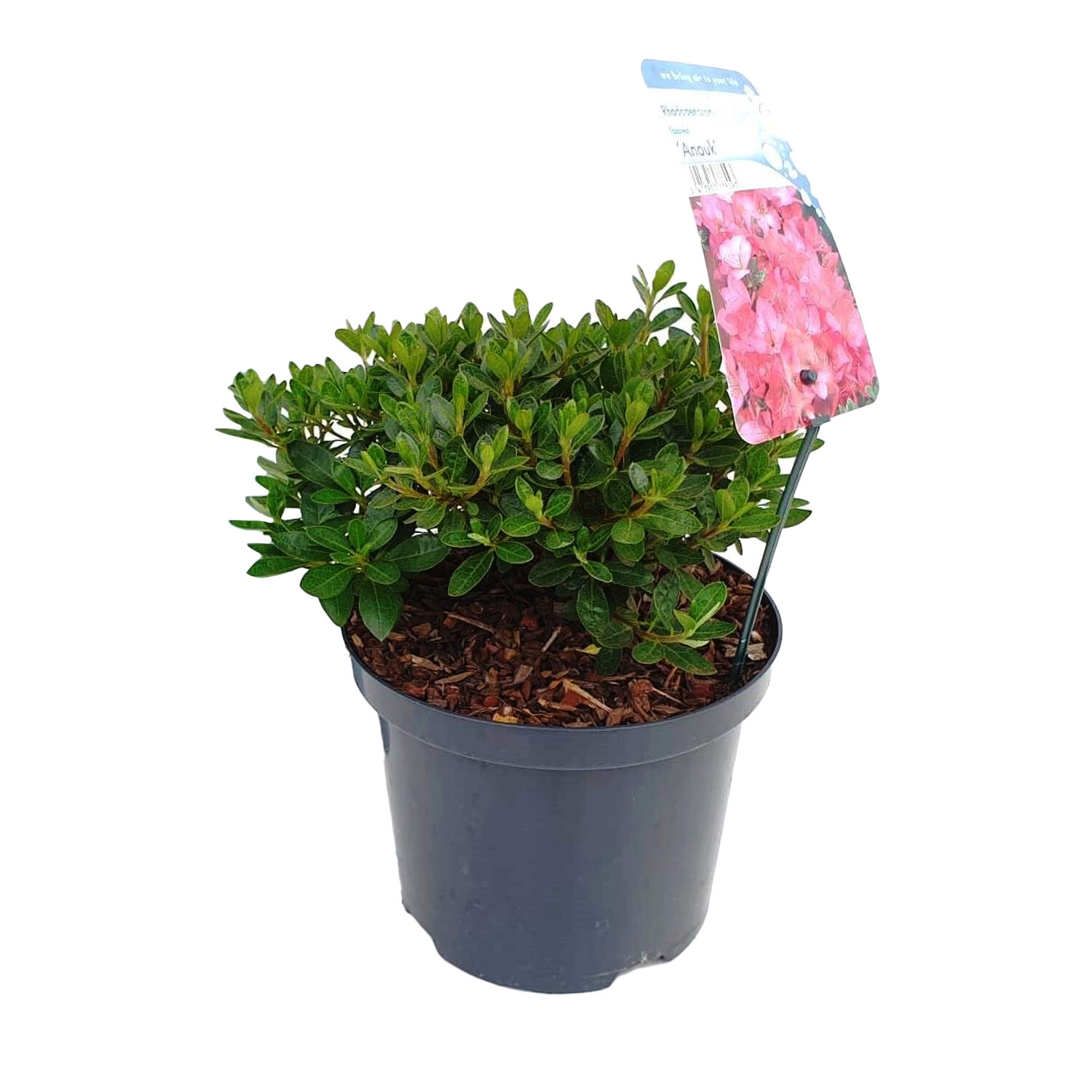 Azalea Japonica Anouk - Pink Image