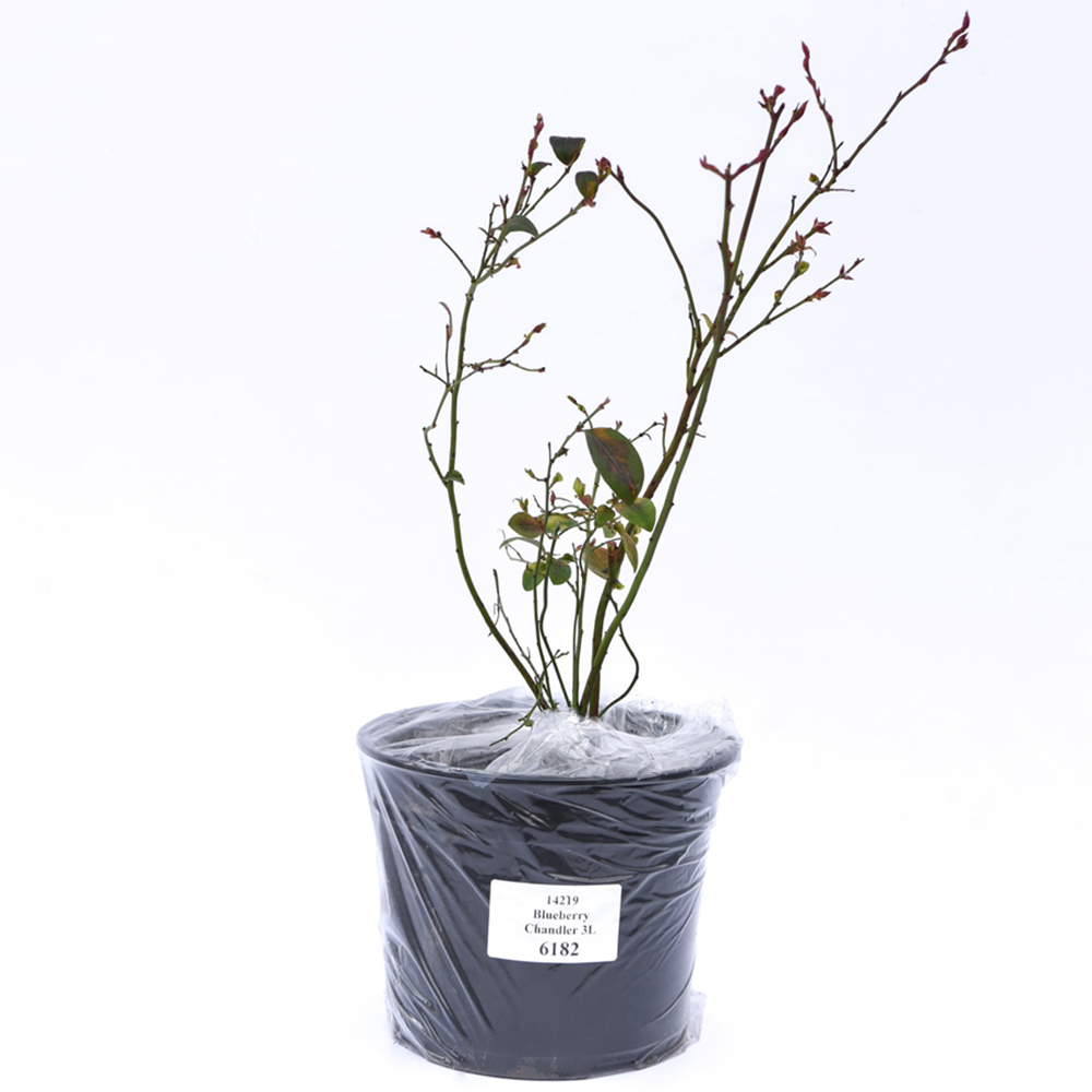 Thompson & Morgan Chandler Blueberry Plant Pot 9cm Image 2