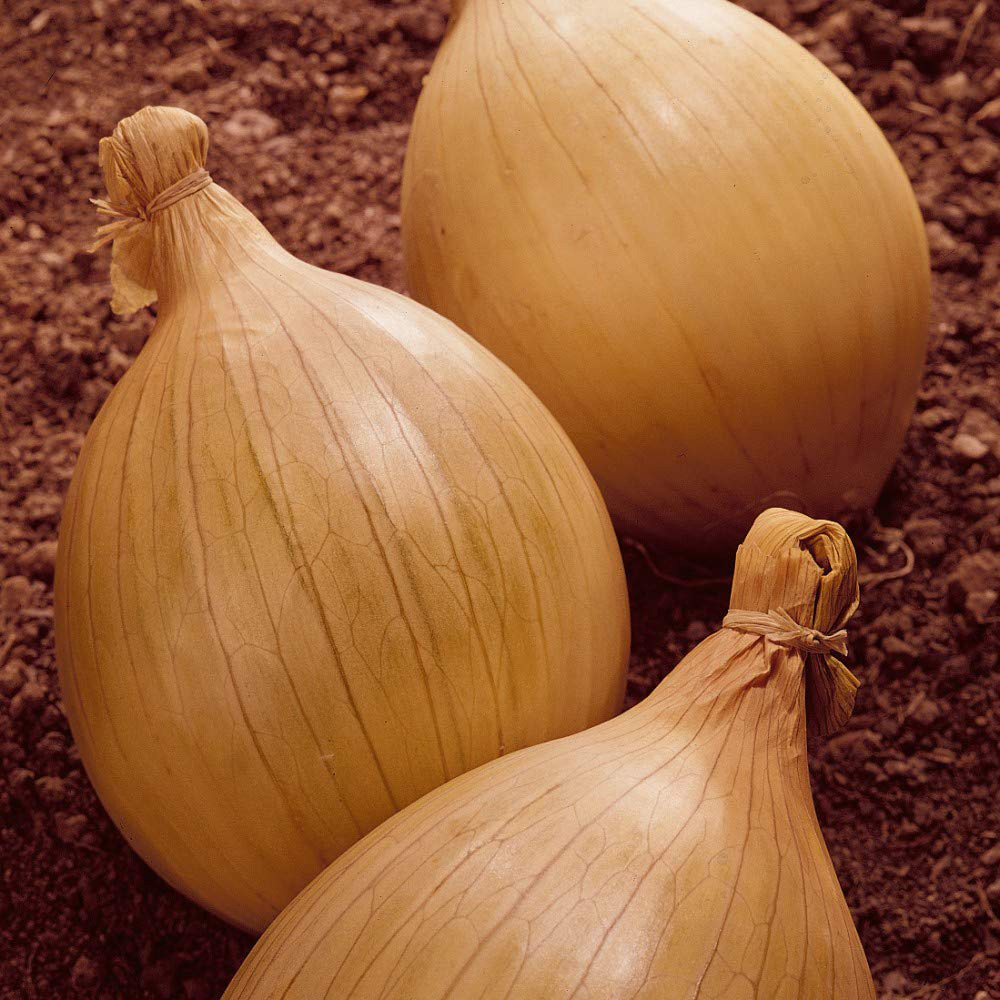 Thompson and Morgan Onion Ailsa Craig Seeds Image 2
