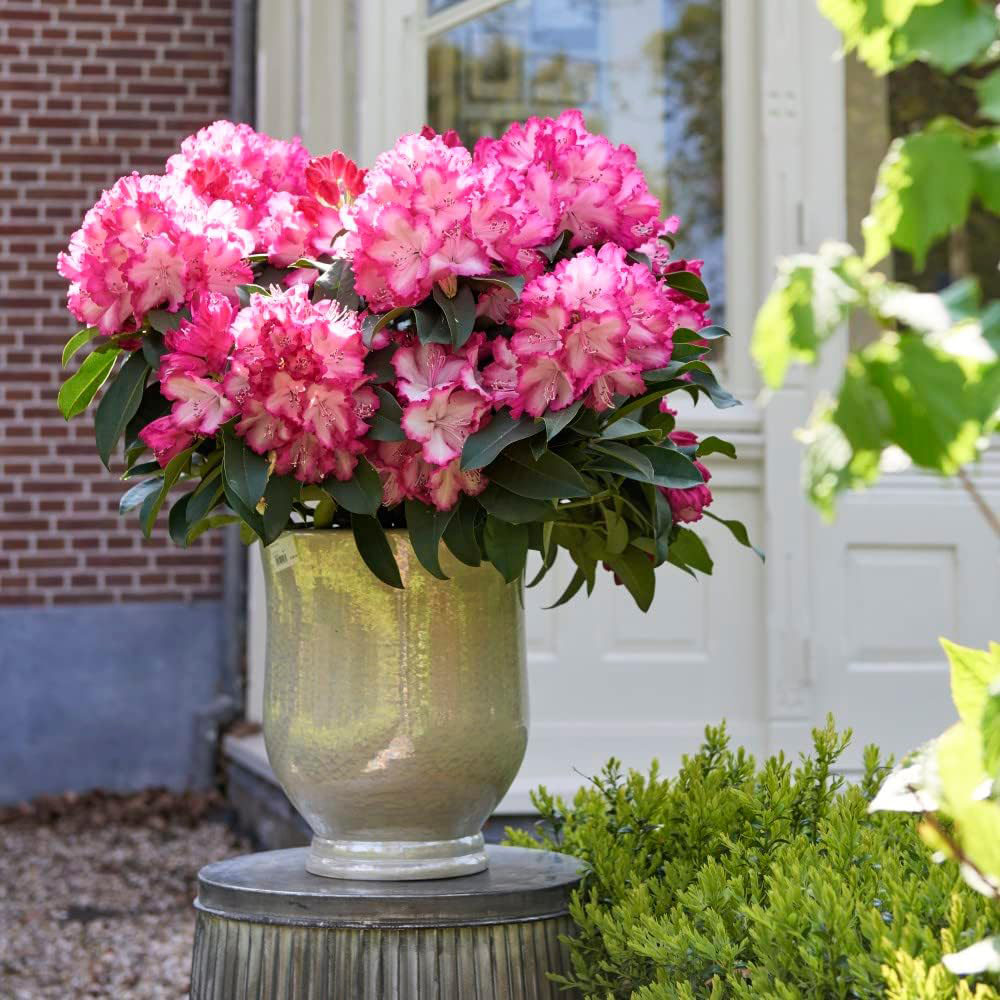 Thompson and Morgan Rhododendron XXL Plant Pot 9cm 2 Pack Image 4