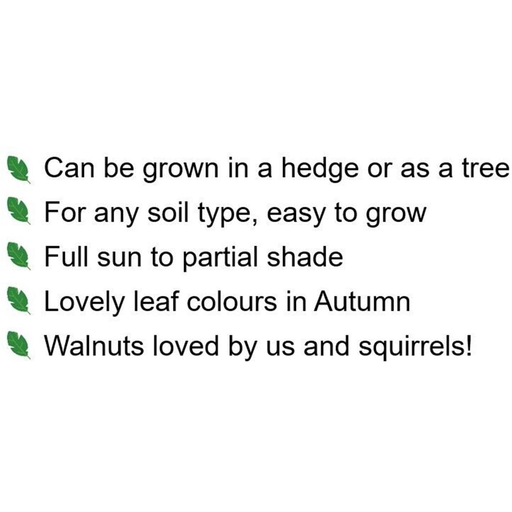 Inspirational Gifting Walnut Juglans Regia Sapling 40-60cm 20 Pack Image 8