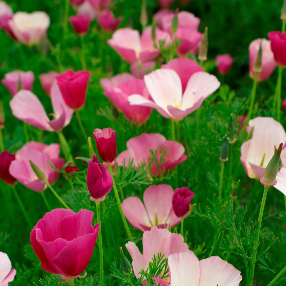 Thompson and Morgan Californian Poppy Purple Gleam Seed Packet Image 2