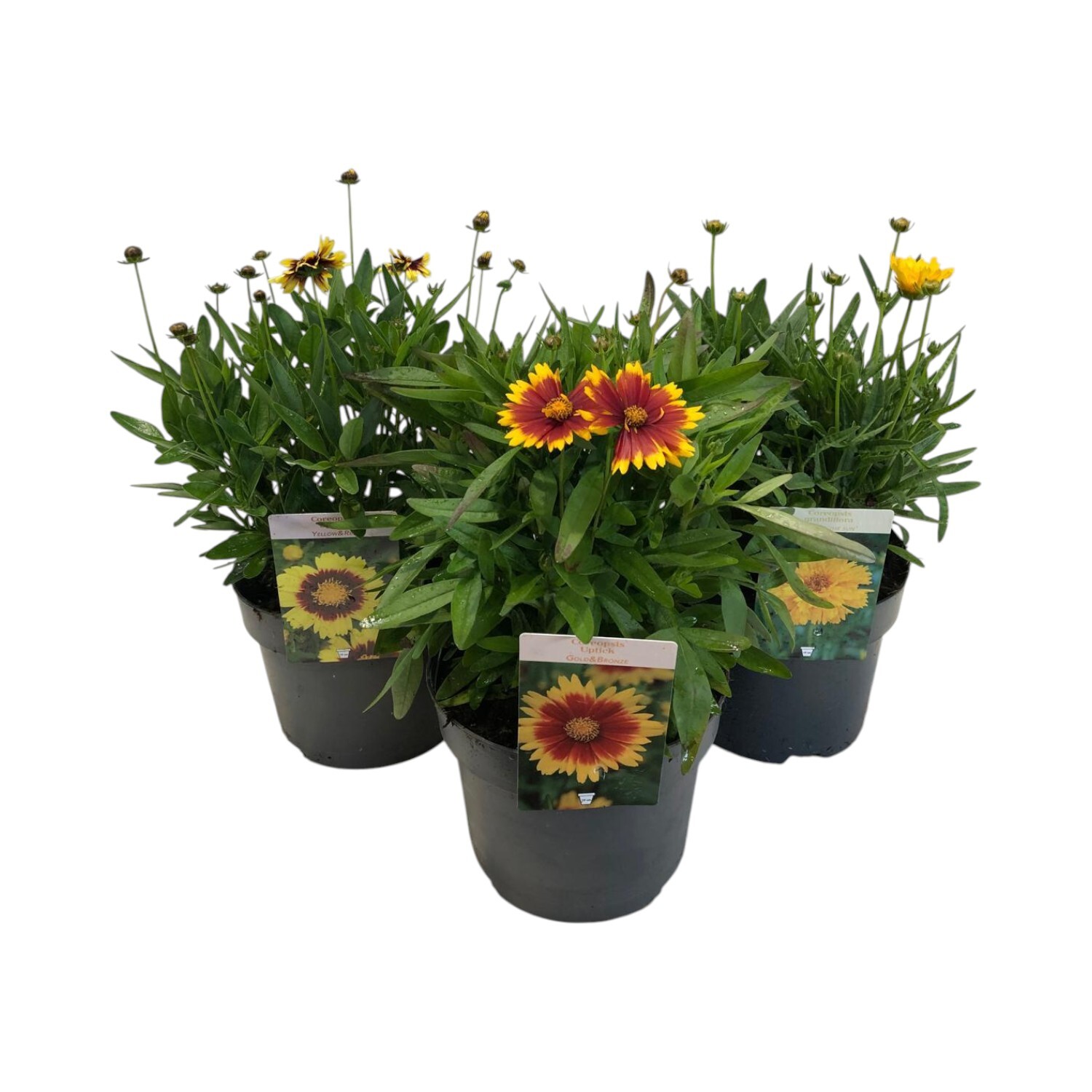 Coreopsis Uptick Mix Perennial Plant Image