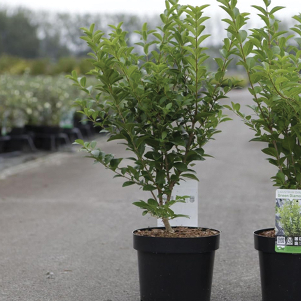 Thompson & Morgan Ligustrum Ovalifolium Green Diamond Plant Pot 10L Image 1