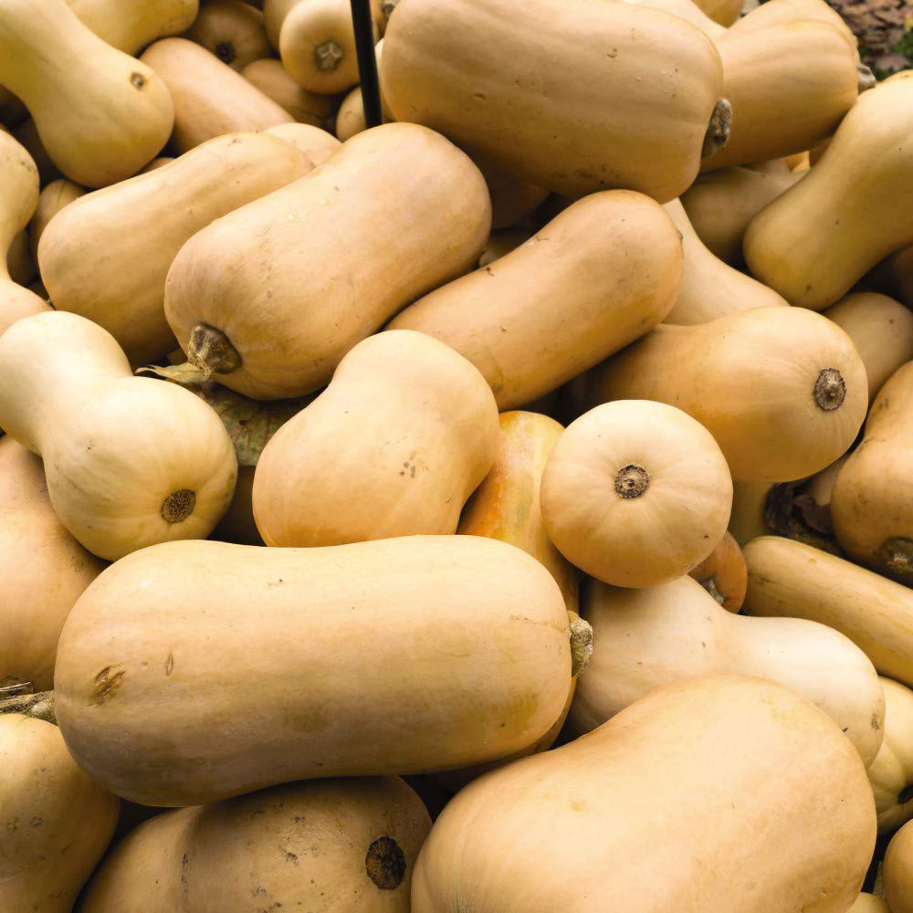 Thompson & Morgan Organic Squash Butternut Waltham Seeds Image 2