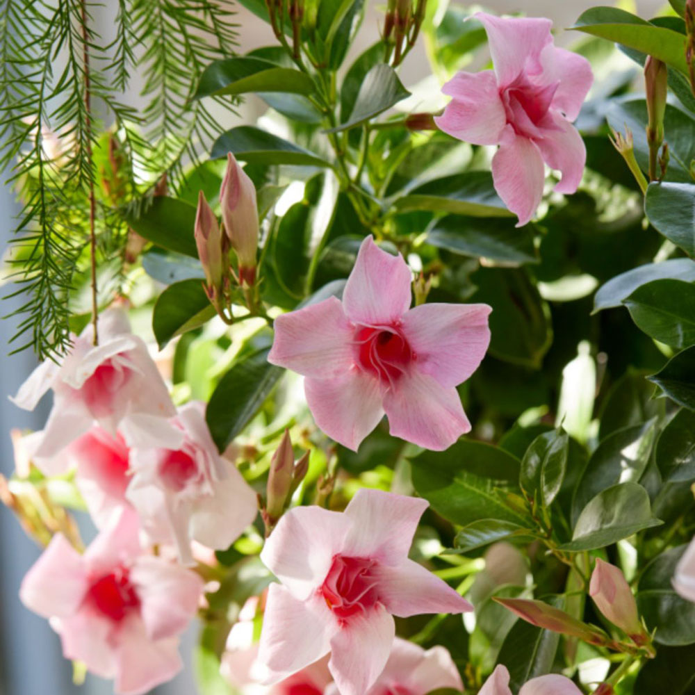 Thompson and Morgan Mandevilla Sundaville Double Blush Pink Plant Pot 12cm Image 5