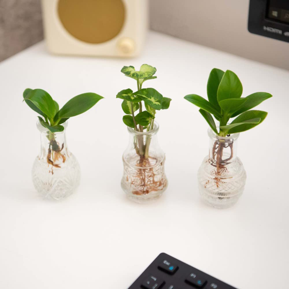 Thompson & Morgan Hydrophonic Coll. Green Cuttings Berlin Glass Vases 7cm 3 Pack Image 2