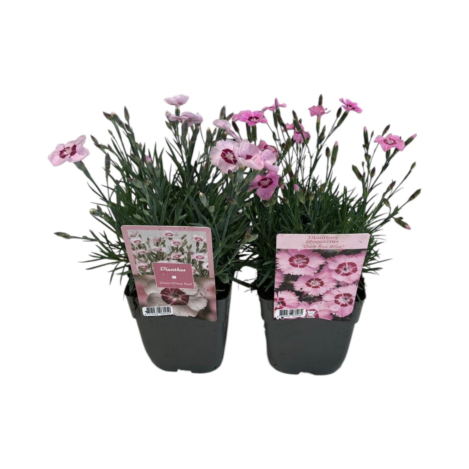 Dianthus Perennial Plant Image