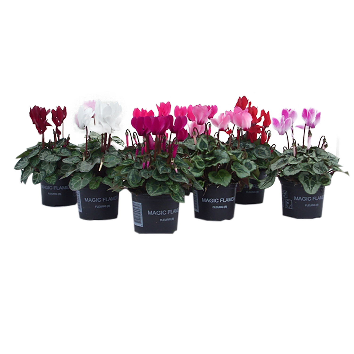 Cyclamen Magic Flames Image