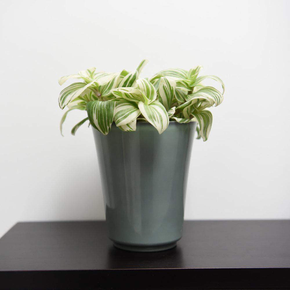 Thompson & Morgan Tradescantia Brightness Potted Plant 12cm Image 4