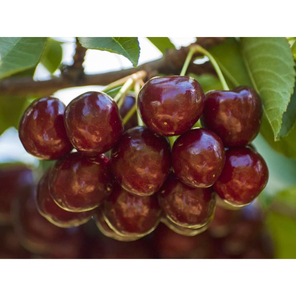 Thompson and Morgan Cherry Prunus Sunburst Colt Plant Pot 12L Image 3