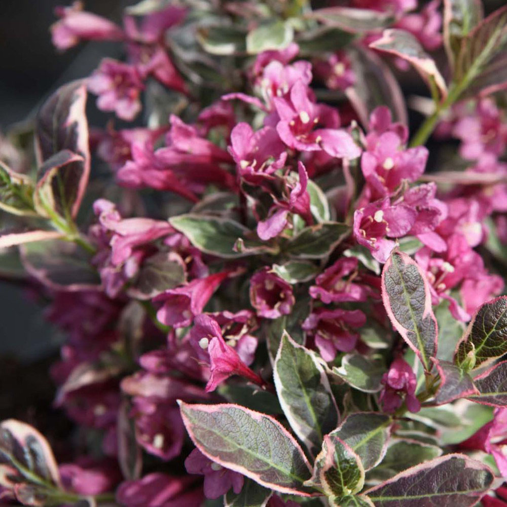 Thompson and Morgan Weigela Monet Plant Pot 3.5L Image 3