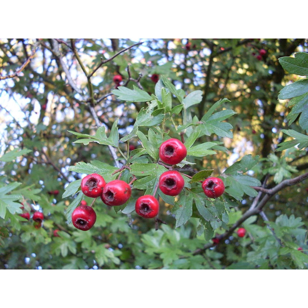 Inspirational Gifting Hawthorn Bare Root Hedge Plant Sapling 4-5ft 20 Pack Image 6