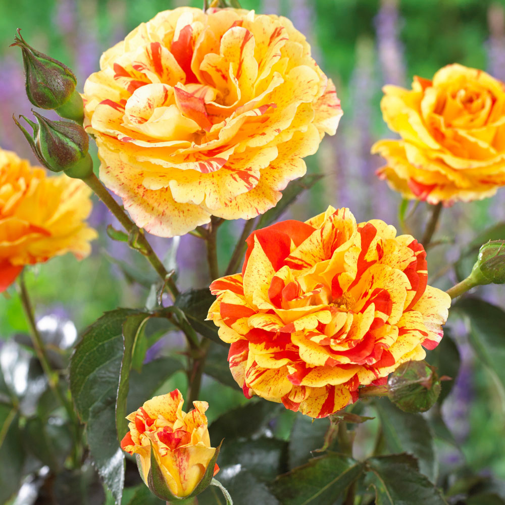 YouGarden Oranges and Lemons Papagena Rose Bare Root Image 2