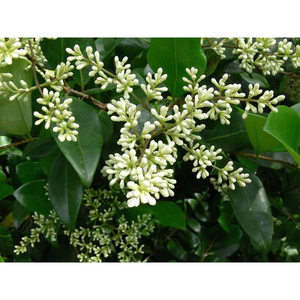 Inspirational Gifting Green Privet Evergreen Bare Root Hedge Plant Sapling 2-3ft 10 Pack Image 6